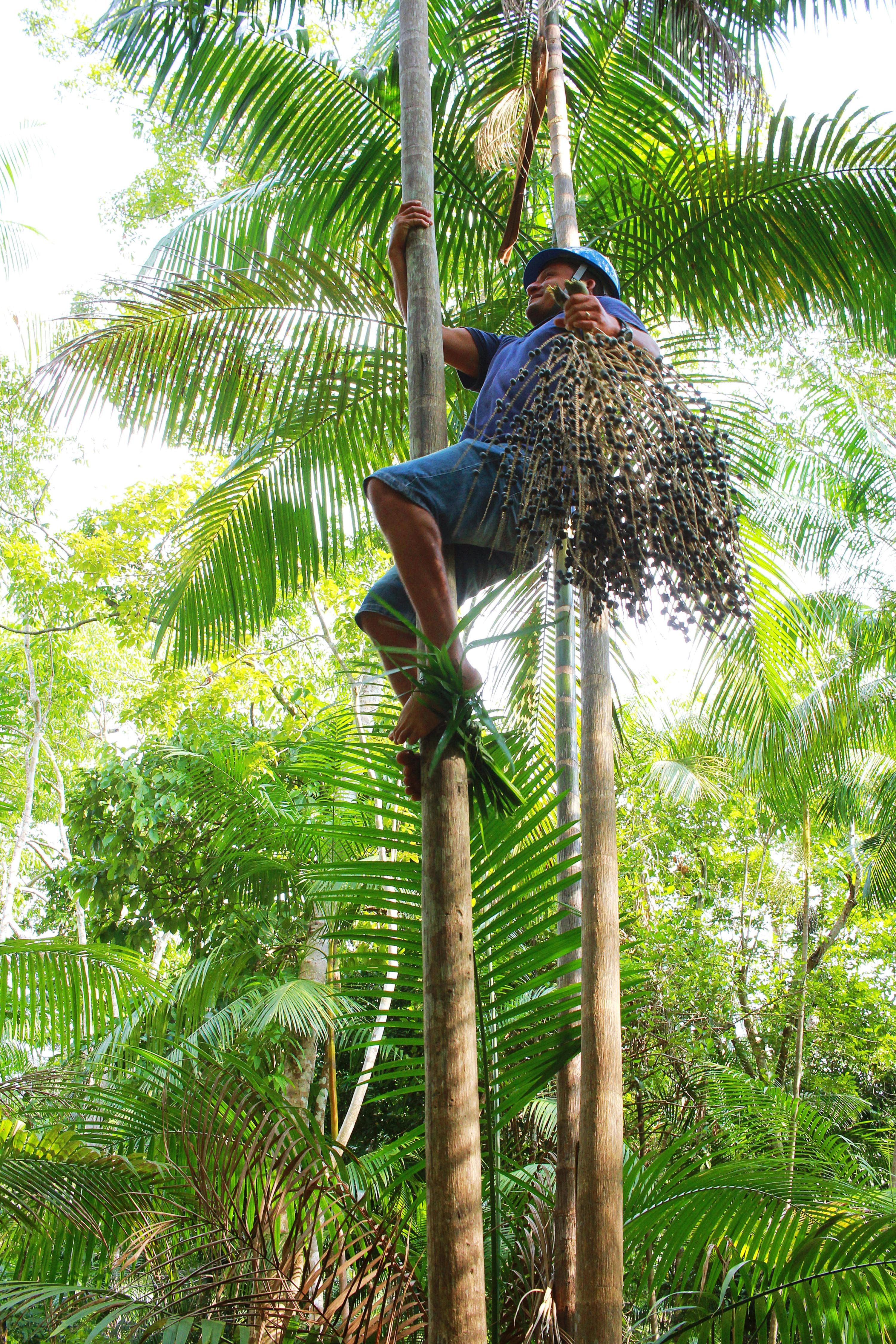 Peconheiro colhendo açaí no açaizal