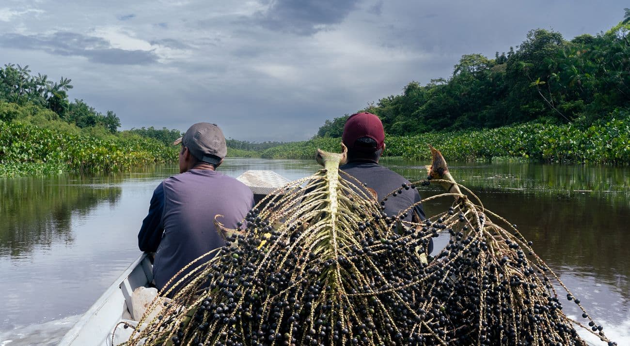 Barco transportando sacas de açaí pelo rio